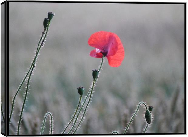 poppy in early morning light Canvas Print by susan potter