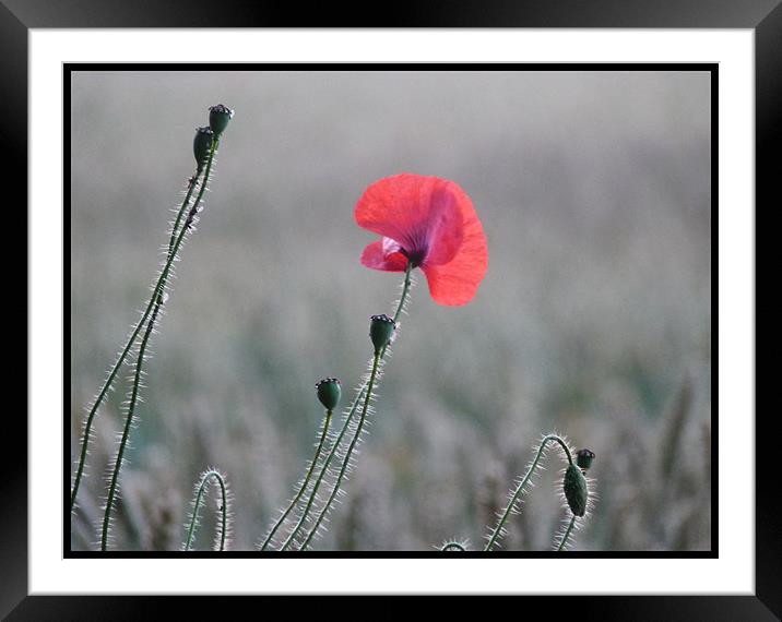 poppy in early morning light Framed Mounted Print by susan potter