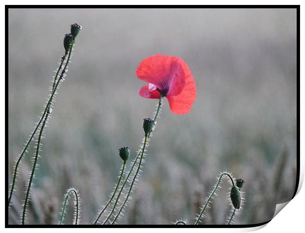 poppy in early morning light Print by susan potter
