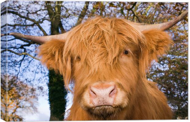 Highland Cattle Cow Facing Canvas Print by Pearl Bucknall