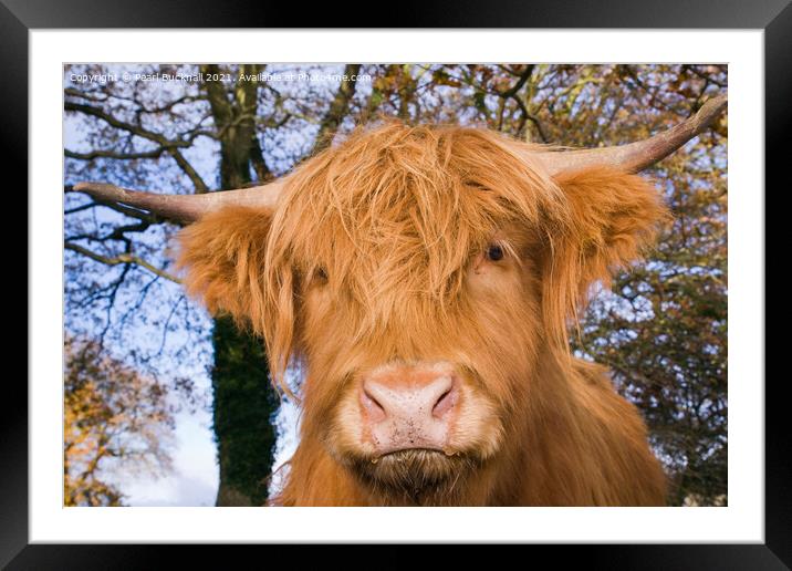 Highland Cattle Cow Facing Framed Mounted Print by Pearl Bucknall