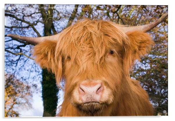 Highland Cattle Cow Facing Acrylic by Pearl Bucknall