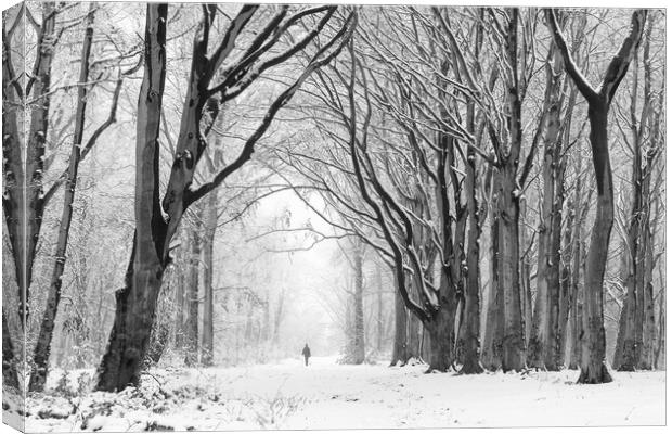 A Walk Through Winter Woodland Canvas Print by David Semmens