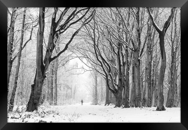 A Walk Through Winter Woodland Framed Print by David Semmens