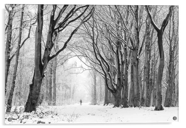 A Walk Through Winter Woodland Acrylic by David Semmens