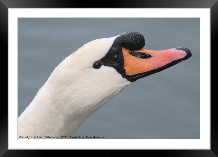 Close up of a Swans head Framed Mounted Print by Liann Whorwood