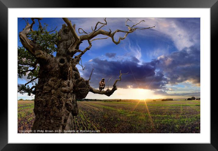 Old Tree at Sunset Framed Mounted Print by Philip Brown