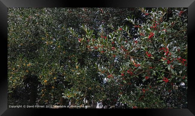 Bushes with yellow and red berries on Framed Print by David Forrest