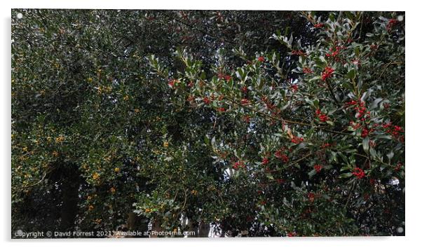 Bushes with yellow and red berries on Acrylic by David Forrest