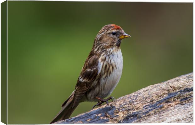 lesser redpoll  (Acanthis cabaret) Canvas Print by chris smith