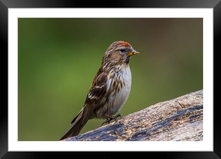 lesser redpoll  (Acanthis cabaret) Framed Mounted Print by chris smith