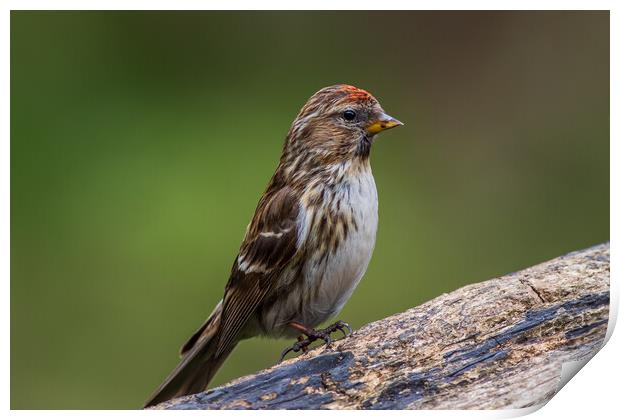 lesser redpoll  (Acanthis cabaret) Print by chris smith