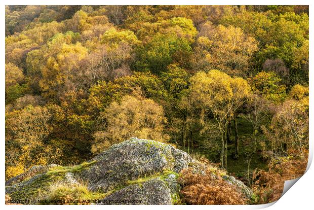 Dinas Woods in Autumn Upper Tywi Valley  Print by Nick Jenkins