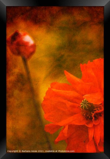 Vibrant Spanish Poppy Art Framed Print by Barbara Jones
