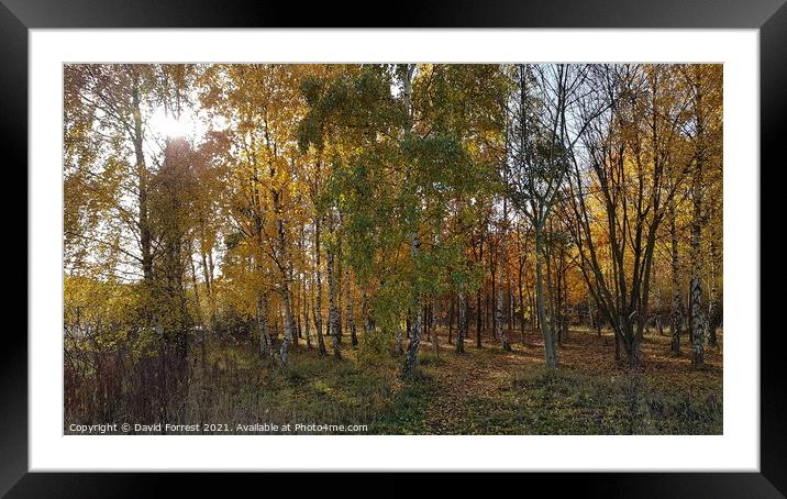 Trees at Poolsbrook Park Framed Mounted Print by David Forrest