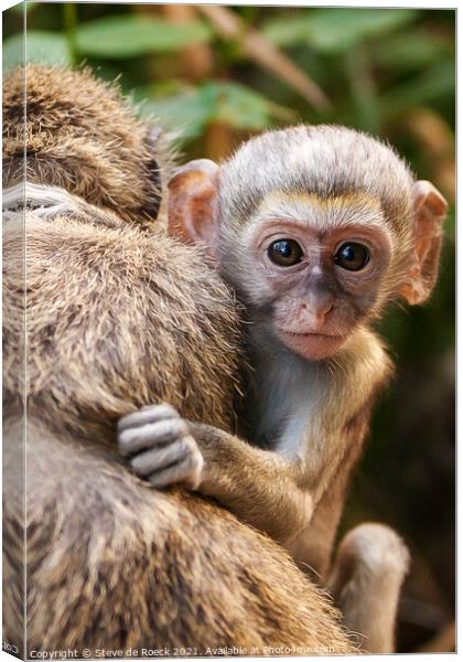 Vervet Monkey Baby Clings To Its Mother Canvas Print by Steve de Roeck