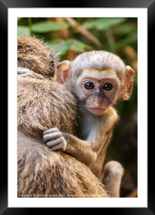 Vervet Monkey Baby Clings To Its Mother Framed Mounted Print by Steve de Roeck