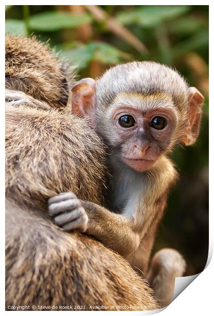 Vervet Monkey Baby Clings To Its Mother Print by Steve de Roeck