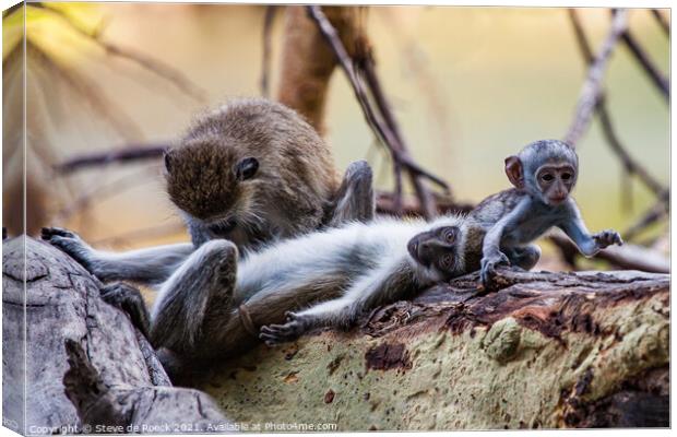 Grooming monkey parents watch their baby go off to play. Canvas Print by Steve de Roeck