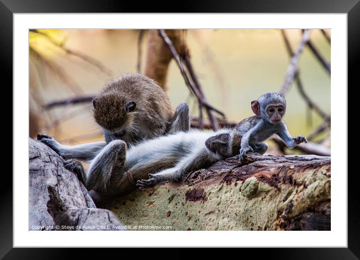 Grooming monkey parents watch their baby go off to play. Framed Mounted Print by Steve de Roeck