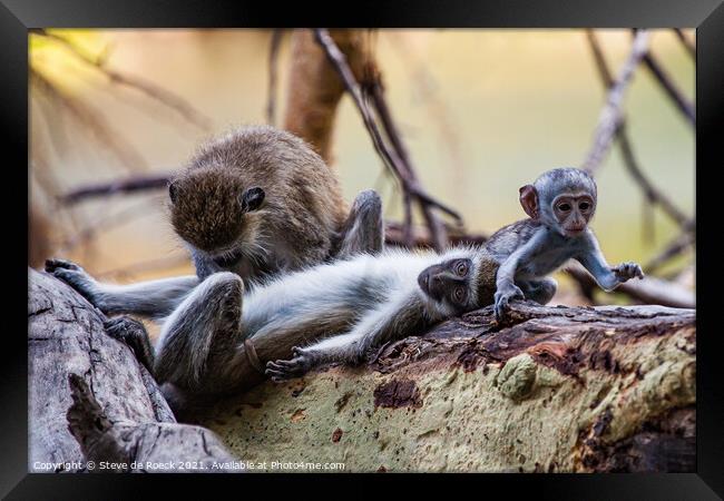 Grooming monkey parents watch their baby go off to play. Framed Print by Steve de Roeck