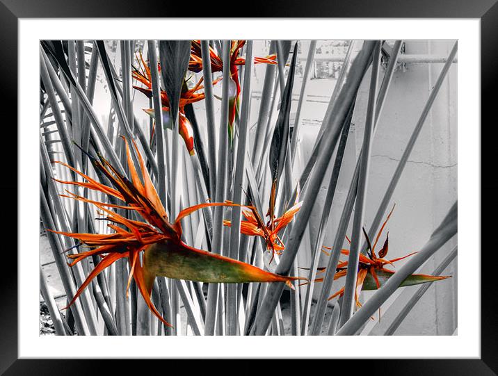 Birds of Paradise - Kew Gardens Framed Mounted Print by Victoria Limerick