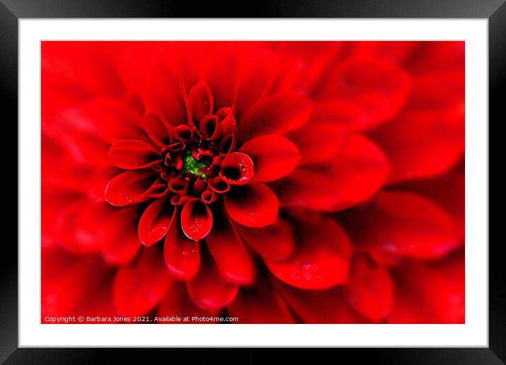 Passionate Red Dahlia Blooms Framed Mounted Print by Barbara Jones