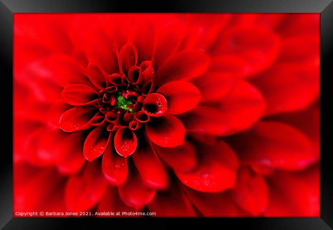 Passionate Red Dahlia Blooms Framed Print by Barbara Jones