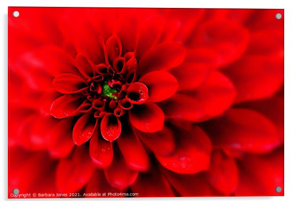 Passionate Red Dahlia Blooms Acrylic by Barbara Jones
