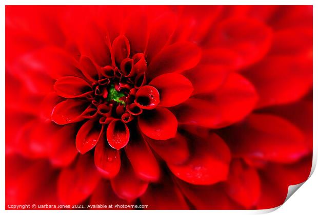Passionate Red Dahlia Blooms Print by Barbara Jones