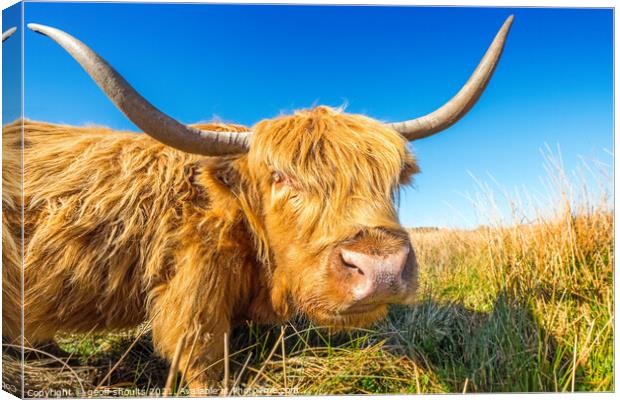 Highland Coo, II Canvas Print by geoff shoults