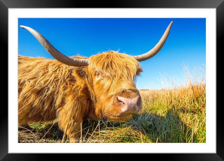 Highland Coo, II Framed Mounted Print by geoff shoults