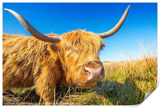 Highland Coo, II Print by geoff shoults