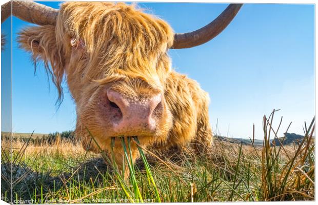 Highland Coo Canvas Print by geoff shoults