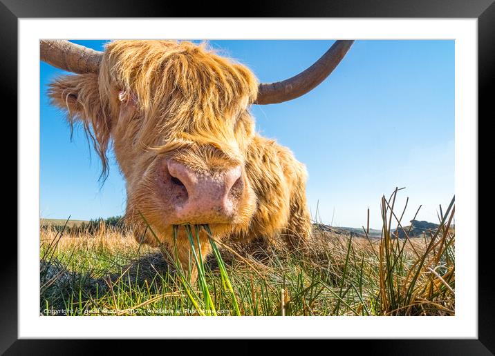 Highland Coo Framed Mounted Print by geoff shoults