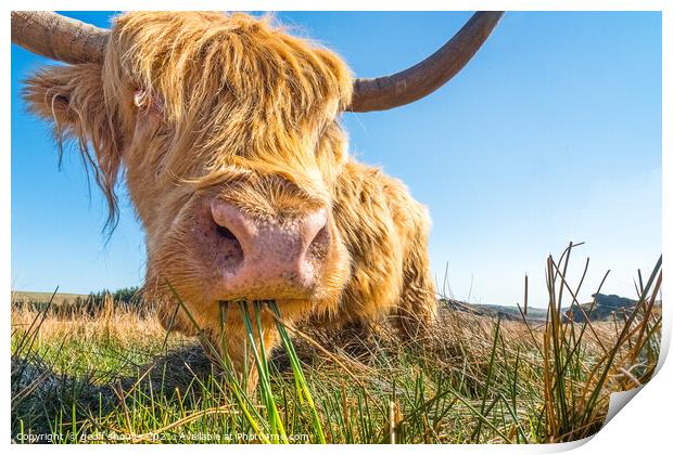 Highland Coo Print by geoff shoults