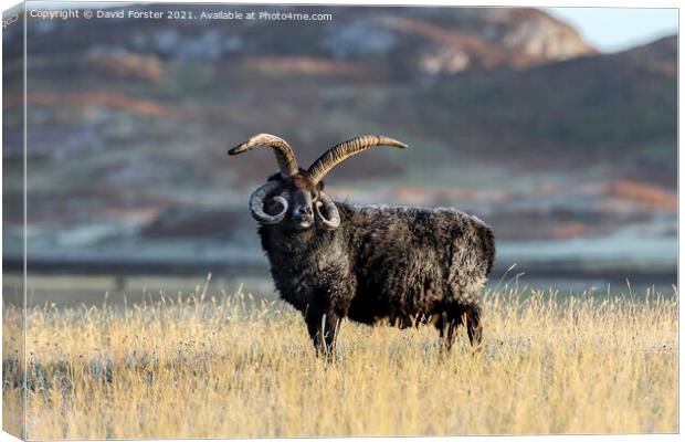 Hebridean Sheep Illuminated by Early Morning Light. Canvas Print by David Forster