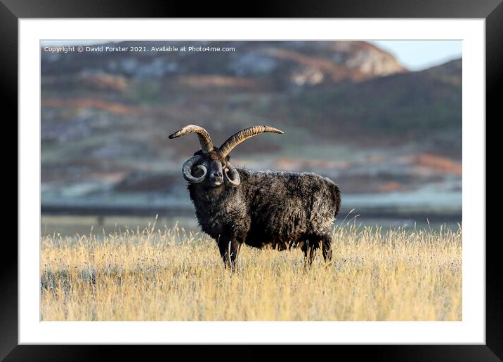Hebridean Sheep Illuminated by Early Morning Light. Framed Mounted Print by David Forster