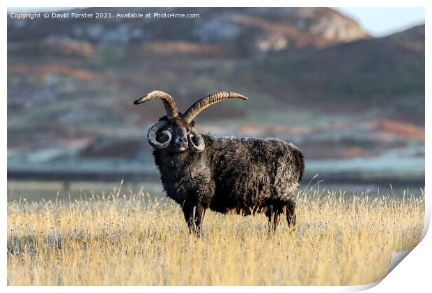 Hebridean Sheep Illuminated by Early Morning Light. Print by David Forster