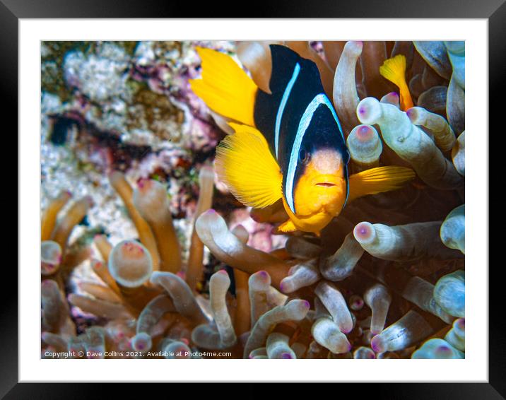 Anemone Clown Fish, Musandam, Oman Framed Mounted Print by Dave Collins