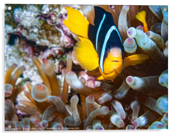 Anemone Clown Fish, Musandam, Oman Acrylic by Dave Collins