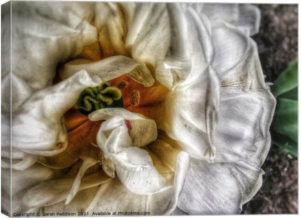 Close up of White flower Canvas Print by Sarah Paddison