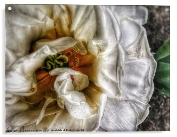 Close up of White flower Acrylic by Sarah Paddison