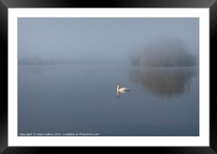 Misty Morning Swan and Lake Framed Mounted Print by Dave Collins