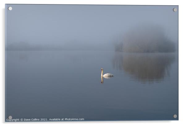 Misty Morning Swan and Lake Acrylic by Dave Collins