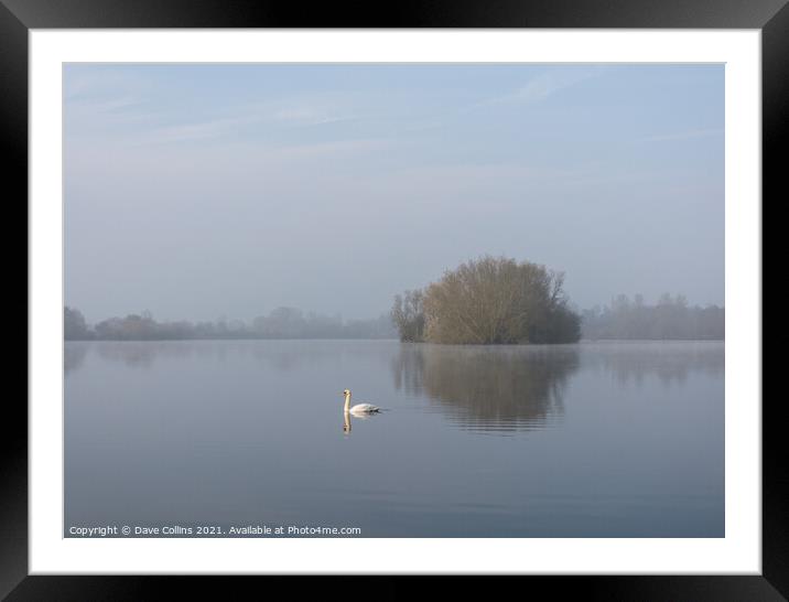 A Lone Swan on a still lake Framed Mounted Print by Dave Collins