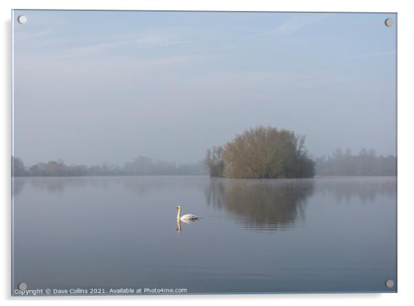 A Lone Swan on a still lake Acrylic by Dave Collins