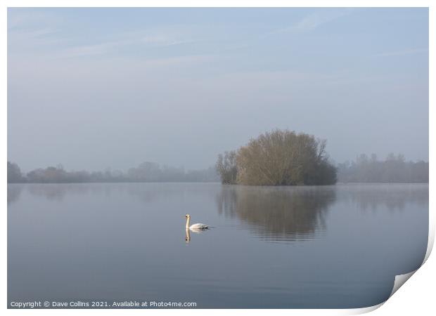 A Lone Swan on a still lake Print by Dave Collins