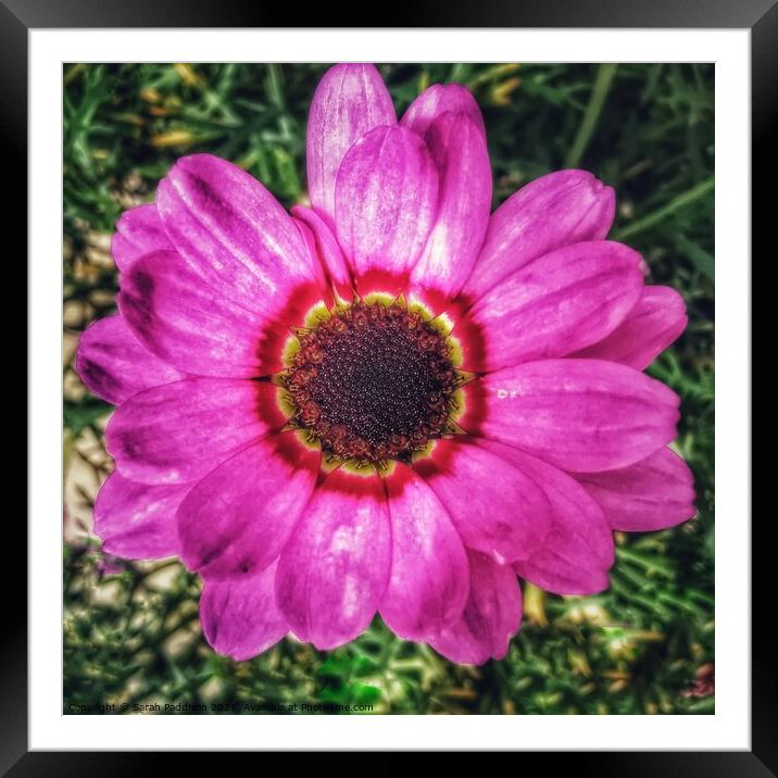 Purple flower with intense flowerhead Framed Mounted Print by Sarah Paddison