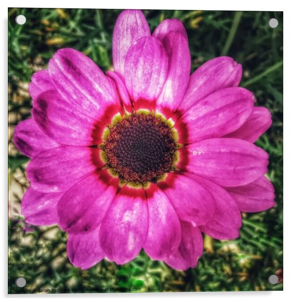Purple flower with intense flowerhead Acrylic by Sarah Paddison